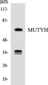 Western blot analysis of the lysates from HUVEC cells using Anti-MUTYH Antibody