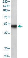 Anti-POU3F1 Goat Polyclonal Antibody