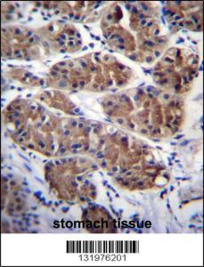 Anti-PCDHGC5 Rabbit Polyclonal Antibody (AP (Alkaline Phosphatase))