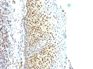 Immunohistochemical analysis of formalin-fixed, paraffin-embedded human tonsil using Anti-SUMO-2 Antibody [SUMO2/1199]