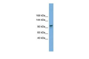 Anti-GANAB Rabbit Polyclonal Antibody