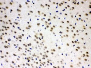 Anti-AZIN2 Rabbit Polyclonal Antibody