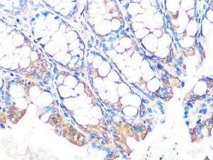 Immunohistochemistry analysis of paraffin-embedded mouse colon using Anti-MUC2 Antibody [ARC1012] (A308122) at a dilution of 1:100 (40x lens). Perform microwave antigen retrieval with 10 mM PBS buffer pH 7.2 before commencing with IHC staining protocol