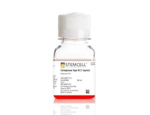 Collagenase Type IV (1 mg/mL)