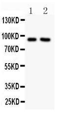 Anti-SLC9A1/Nhe1 Polyclonal Antibody