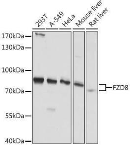 Western blot analysis of extracts of various cell lines, using Anti-Frizzled 8 Antibody (A308123) at 1:1,000 dilution. The secondary antibody was Goat Anti-Rabbit IgG H&L Antibody (HRP) at 1:10,000 dilution.