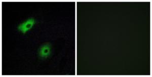 Immunofluorescence analysis of A549 cells using Anti-OR5A2 Antibody. The right hand panel represents a negative control, where the antibody was pre-incubated with the immunising peptide.