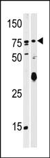 Anti-SCYL2 Rabbit Polyclonal Antibody