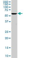 Anti-STIP1 Mouse Monoclonal Antibody [clone: 1E3]