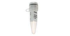 FERMB02 - BUFFER 10X FOR CFR9I 1ML