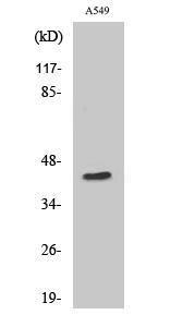 Western blot analysis of various cells using Anti-MRPS9 Antibody