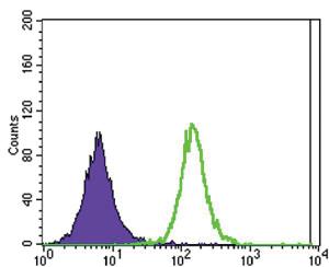 Anti-ATXN1 Mouse Monoclonal Antibody [clone: 2F5]