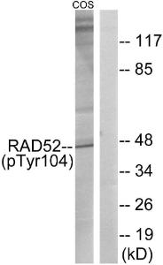 Western blot analysis of lysates from COS7 cells treated with H2O2 100uM 30' using Anti-RAD52 (phospho Tyr104) Antibody. The right hand lane represents a negative control, where the antibody is blocked by the immunising peptide