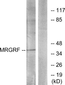 Western blot analysis of lysates from HUVEC cells using Anti-MRGRF Antibody. The right hand lane represents a negative control, where the Antibody is blocked by the immunising peptide