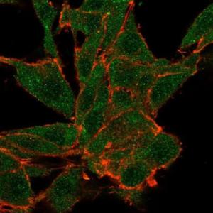 Immunofluorescent analysis of PFA-fixed HeLa cells stained with Anti-NOC4L Antibody [PCRP-NOC4L-1B2] followed by Goat Anti-Mouse IgG (CF&#174; 488) (Green). Phalloidin (Red)