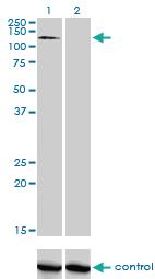 Anti-RNF111 Mouse Monoclonal Antibody [clone: 1C4]