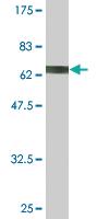 Anti-HEXIM1 Mouse Monoclonal Antibody [clone: 4G4]