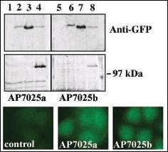 Anti-PRKD3 Rabbit Polyclonal Antibody