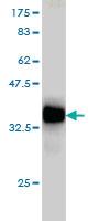 Anti-RAB3B Mouse Monoclonal Antibody [clone: 3F12]