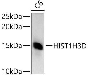 Western blot analysis of extracts of C6 cells, using Anti-Histone H3 Antibody (A307003) at 1:1,000 dilution. The secondary antibody was Goat Anti-Rabbit IgG H&L Antibody (HRP) at 1:10,000 dilution.