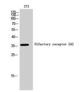 Western blot analysis of 3T3 cells using Anti-OR5A2 Antibody