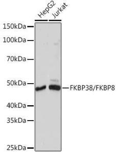 Western blot analysis of extracts of various cell lines, using Anti-FKBP38 Antibody [ARC1259] (A307004) at 1:1000 dilution