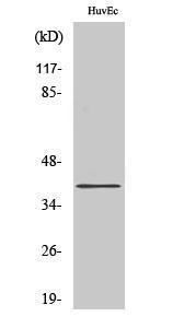 Western blot analysis of various cells using Anti-MRGRF Antibody