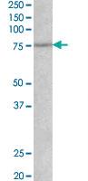 Anti-NGFR Goat Polyclonal Antibody