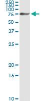 Anti-NRP1 Antibody Pair