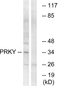 Antibody anti-PRKY 100 µg