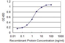 Anti-CDR2 Mouse Monoclonal Antibody [clone: 1F8]