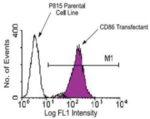 Anti-CD86 Rat Monoclonal Antibody (PE (Phycoerythrin)/Cy7® ) [clone: GL1]