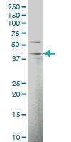 Anti-DNAJB12 Mouse Polyclonal Antibody