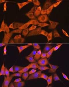 Immunofluorescence analysis of NIH-3T3 cells using Anti-FKBP38 Antibody [ARC1259] (A307004) at a dilution of 1:100 (40x lens). DAPI was used to stain the cell nuclei (blue)