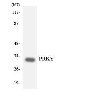 Antibody anti-PRKY 100 µg