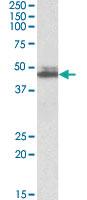 Anti-SH3GL1 Goat Polyclonal Antibody