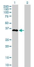 Anti-SPRY1 Rabbit Polyclonal Antibody