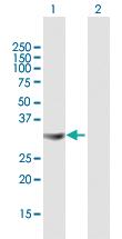 Anti-STX4 Mouse Polyclonal Antibody