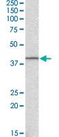 Anti-GNAQ Goat Polyclonal Antibody