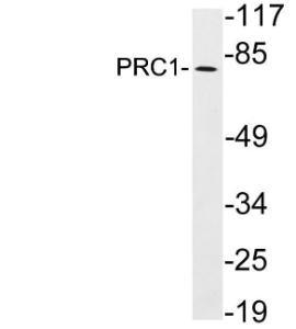 Western blot analysis of lysates from HeLa cells using Anti-PRC1 Antibody