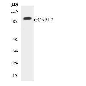 Western blot analysis of the lysates from RAW264.7 cells using Anti-GCN5L2 Antibody