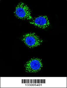 Anti-MPP3 Rabbit Polyclonal Antibody (APC (Allophycocyanin))