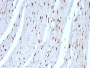 Immunohistochemical analysis of formalin-fixed, paraffin-embedded rat heart using Anti-SUMO-2 Antibody [SUMO2/1199]