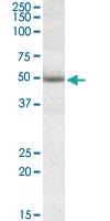 Anti-GATA3 Goat Polyclonal Antibody