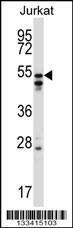 Anti-HNRNPH2 Rabbit Polyclonal Antibody (APC (Allophycocyanin))