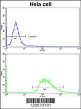 Anti-LMOD1 Rabbit Polyclonal Antibody