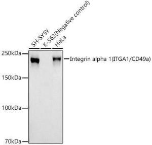 Antibody A309657-100 100 µl