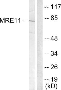 Anti-MRE11 antibody