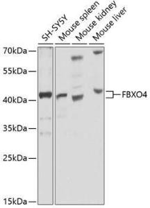 Anti-FBXO4/FBX4 antibody