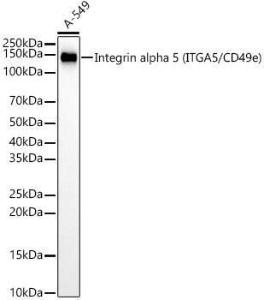 Antibody A309658-100 100 µl